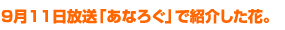9月11日放送「あなろぐ」で紹介した花