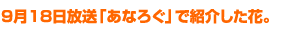 9月18日放送「あなろぐ」で紹介した花